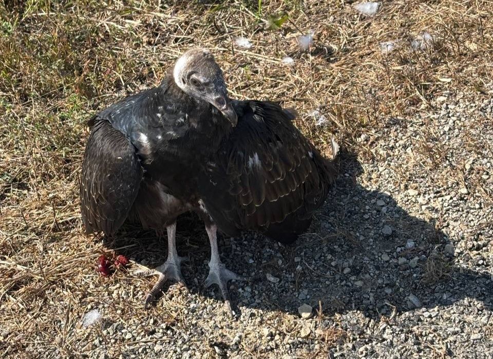 Young turkey vulture standing beside a gravel road