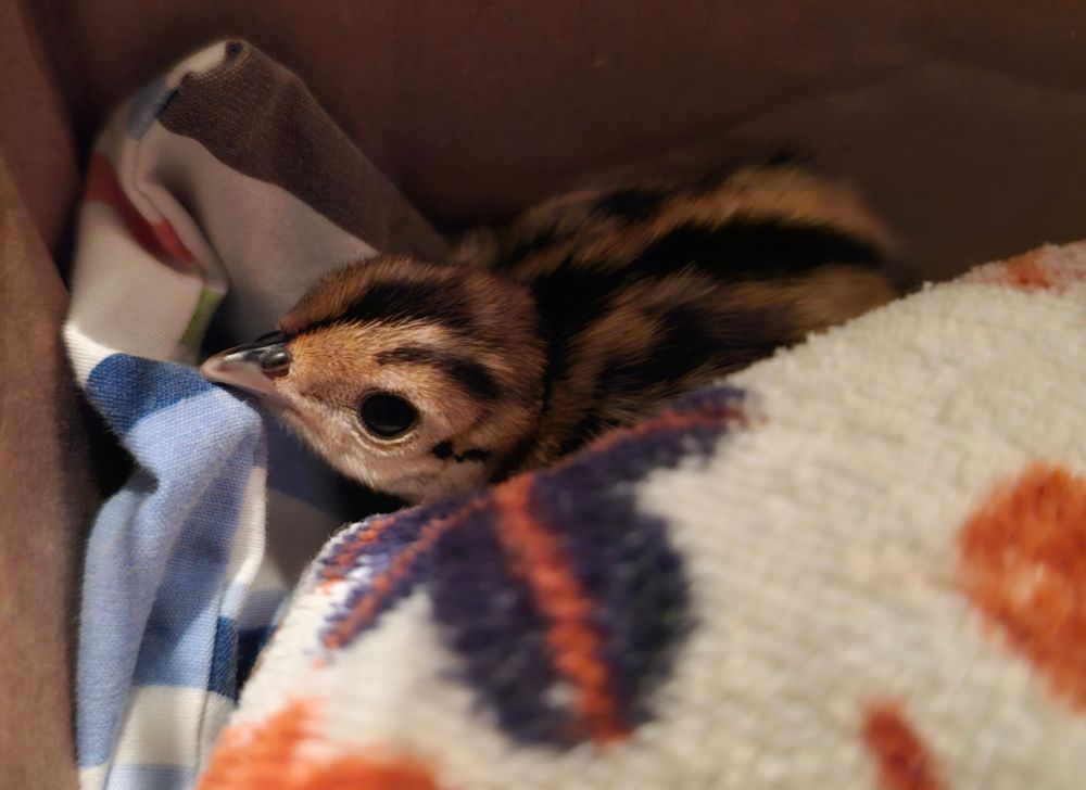 A stripey bird chick nestled in blankets. 