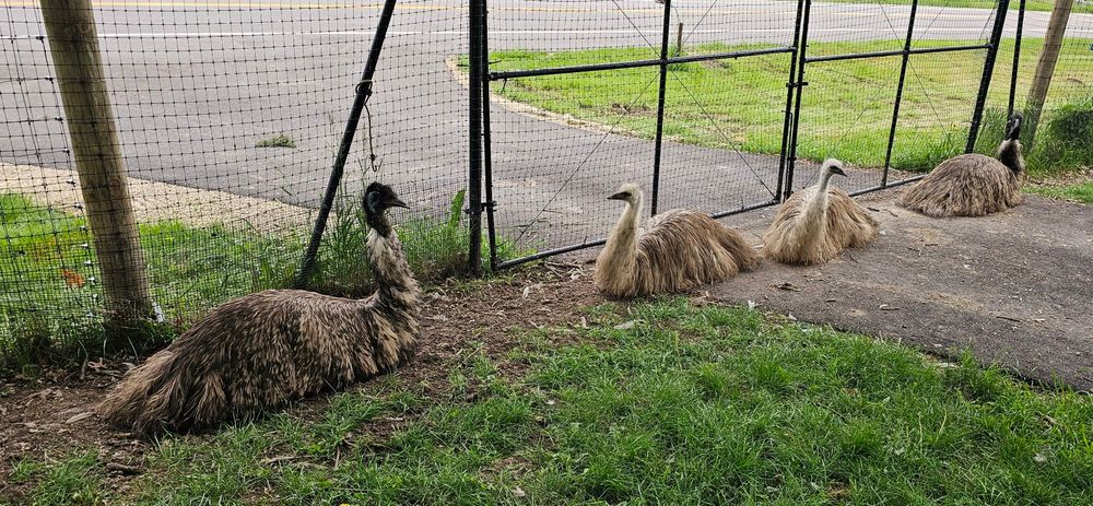 Four emus sitting in a line, looking somewhat like they sunk into the ground while standing