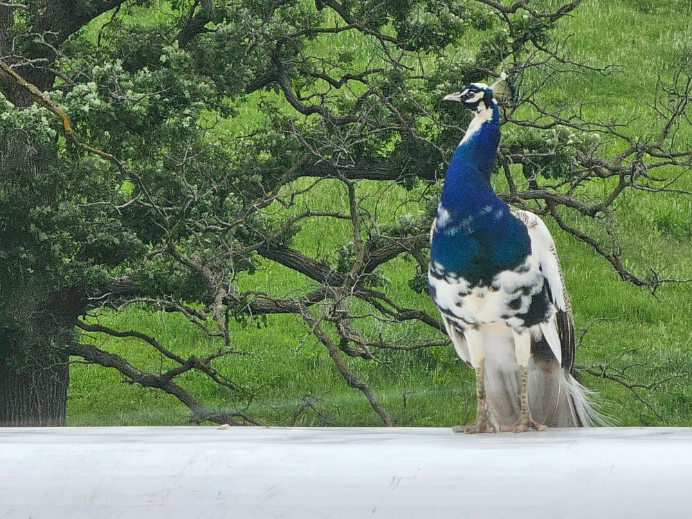 A pied male peacock sitting on a white trailer roof, with a green background 