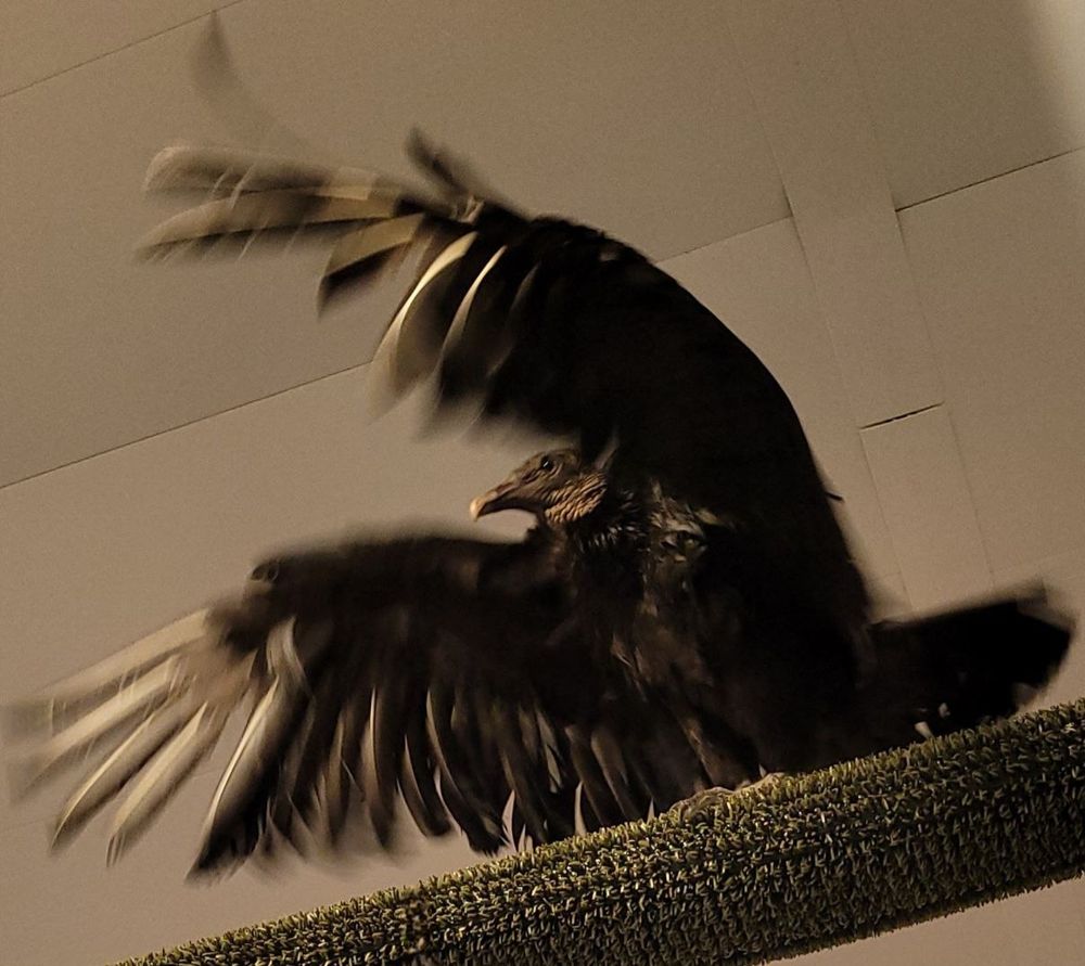 A blurred black vulture flapping its wings, enjoying a shower