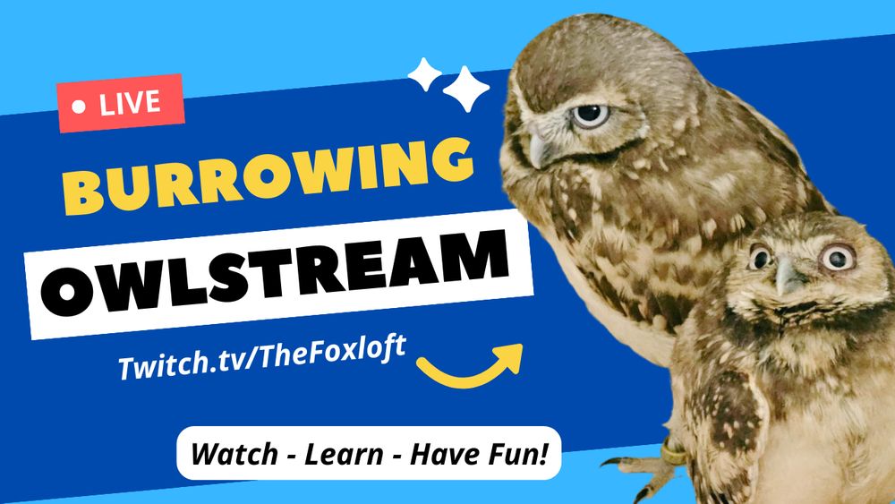 a graphic banner for a livestream with a picture of two burrowing owls 