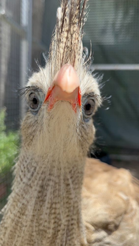 Closeup of a seriema face, photo by Courtney McNulty