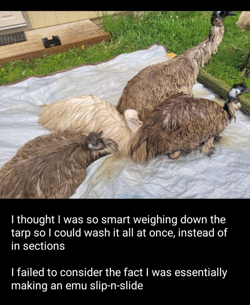 Emus gathered and sitting on a silver tarp, wet and enjoying a bath 