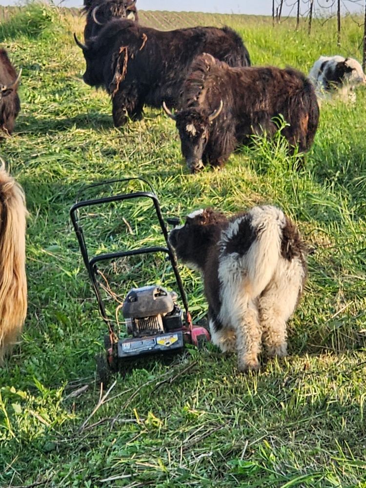 A small black and white yak baby checking out a small push mower, with the rest of the yak herd around in the background 