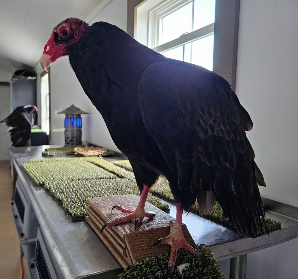 A turkey vulture sitting on a turf covered table in front of a bright window 