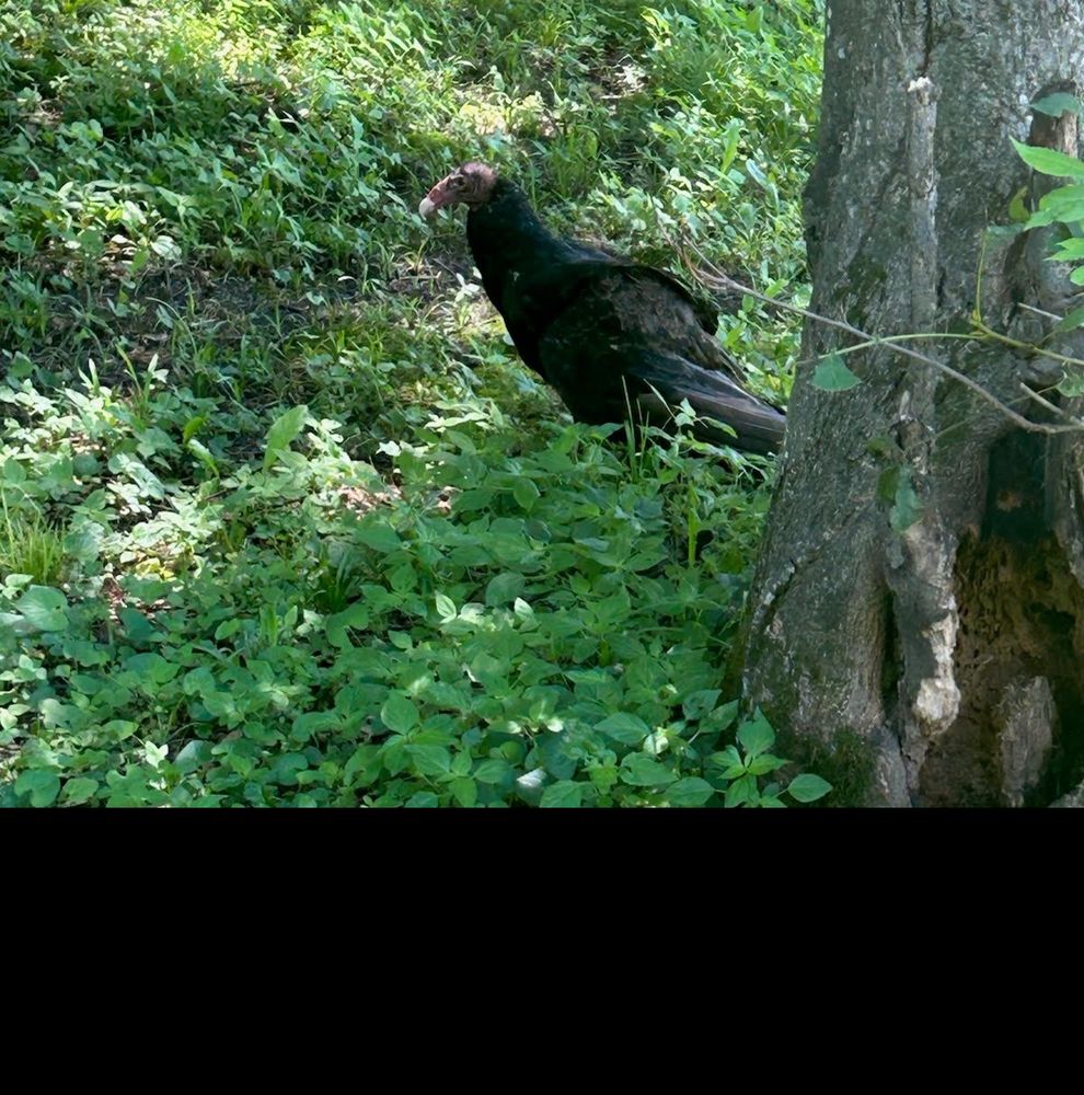 An adult turkey vulture on the ground next to a tree, one wing hanging slightly