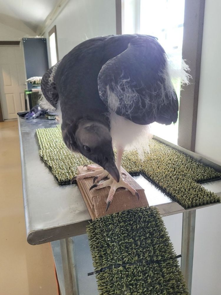 A young king vulture standing atop a turf-covered ramp