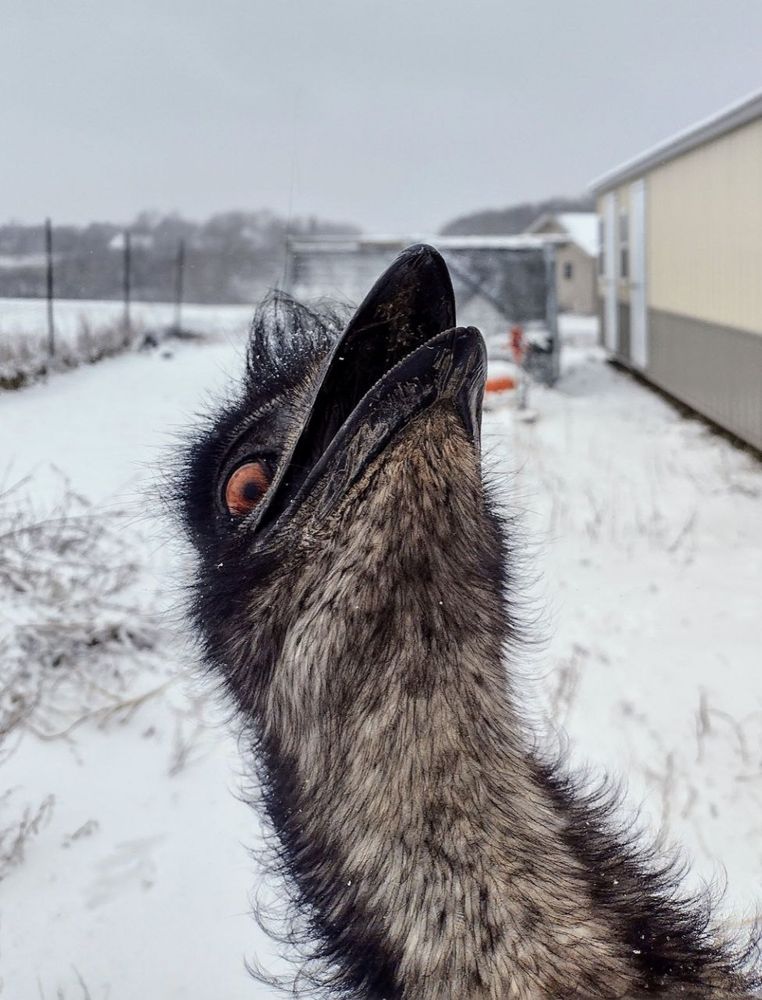 An emu head tilted back, mouth open