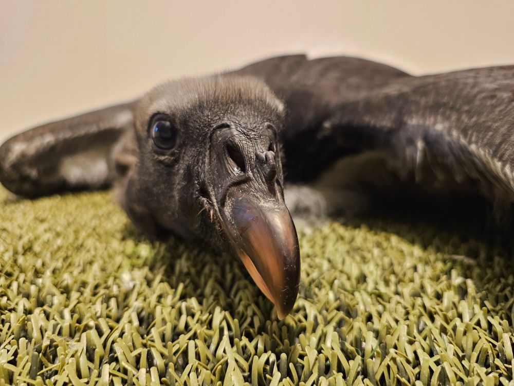A close up of a baby king vulture, looking curiously at the camera. He is lying relaxed on a green turf.