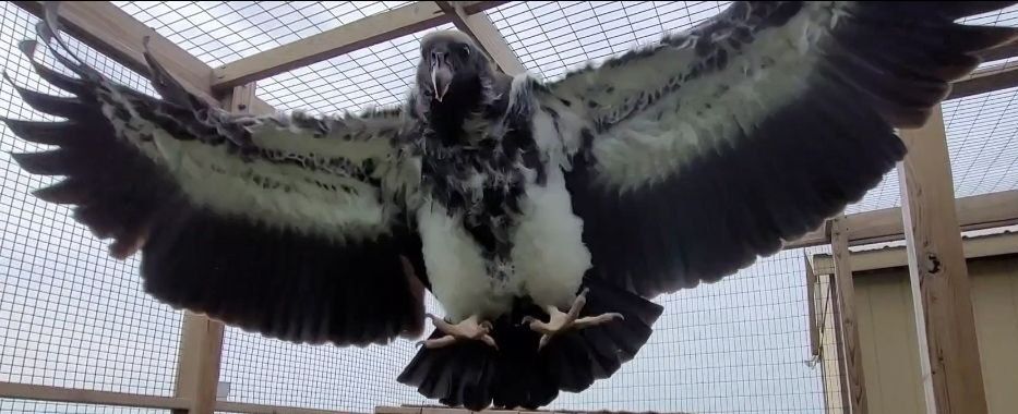 A young king vulture flying towards the viewer, wings outstretched and feet splayed