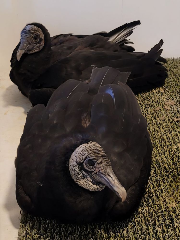 Two American black vultures reclining flat on a piece of green turf, relaxed and content in 'boat' loaf mode.