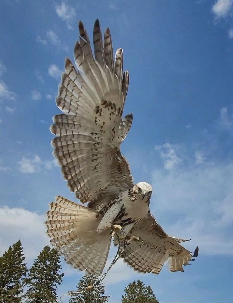 A light colored red-tailed hawk, wings and tail spread wide, coming in for a landing with a blue sky behind