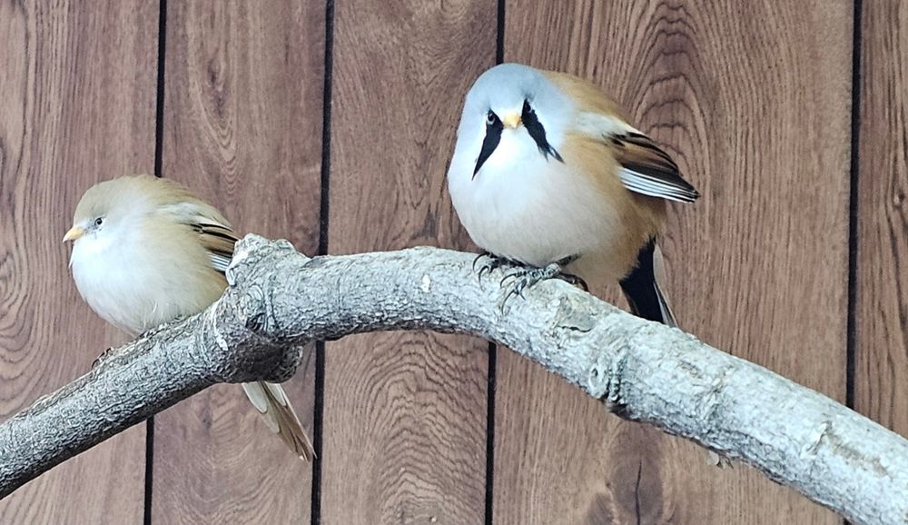 A male and female bearded reedling sitting on a brach