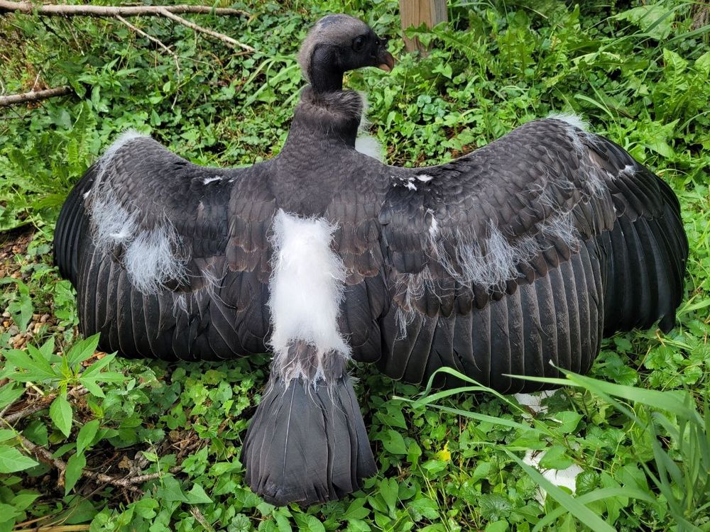 A young king vulture standing with its wings outstretched in the sun