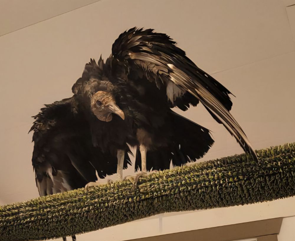A wet black vulture hunched over with its wings partially spread