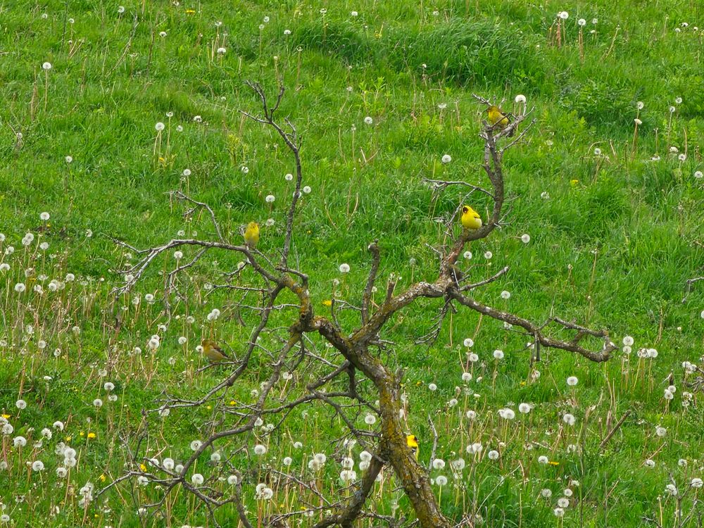 A dead tree branch holding a number of bright yellow male and lesser yellow female American goldfinches