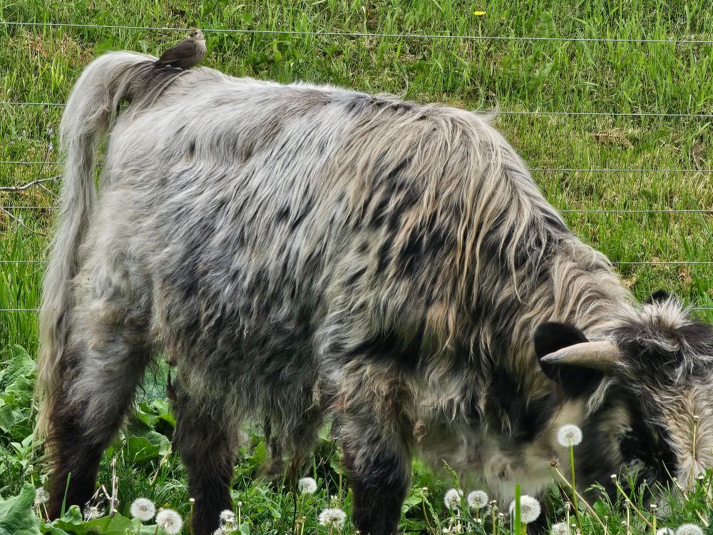 A female cowbird perched on the back of a shaggy black and white mini highland bull