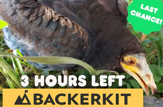 Sev the yellow headed vulture in the grass