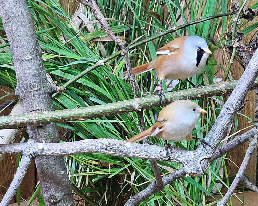 Male and female bearded reedings sitting on branches in front of reedy green grass