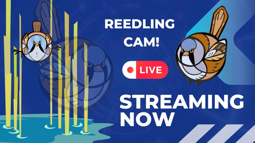 a graphic featuring a bearded reedling in reeds and a round reedling image, stating that it's live and streaming now