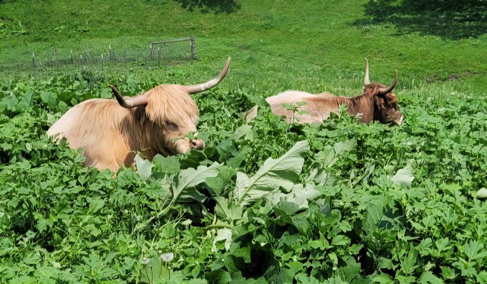A cream colored highland cow and a younger cream yak x cow hybrid laying in tall green weeds