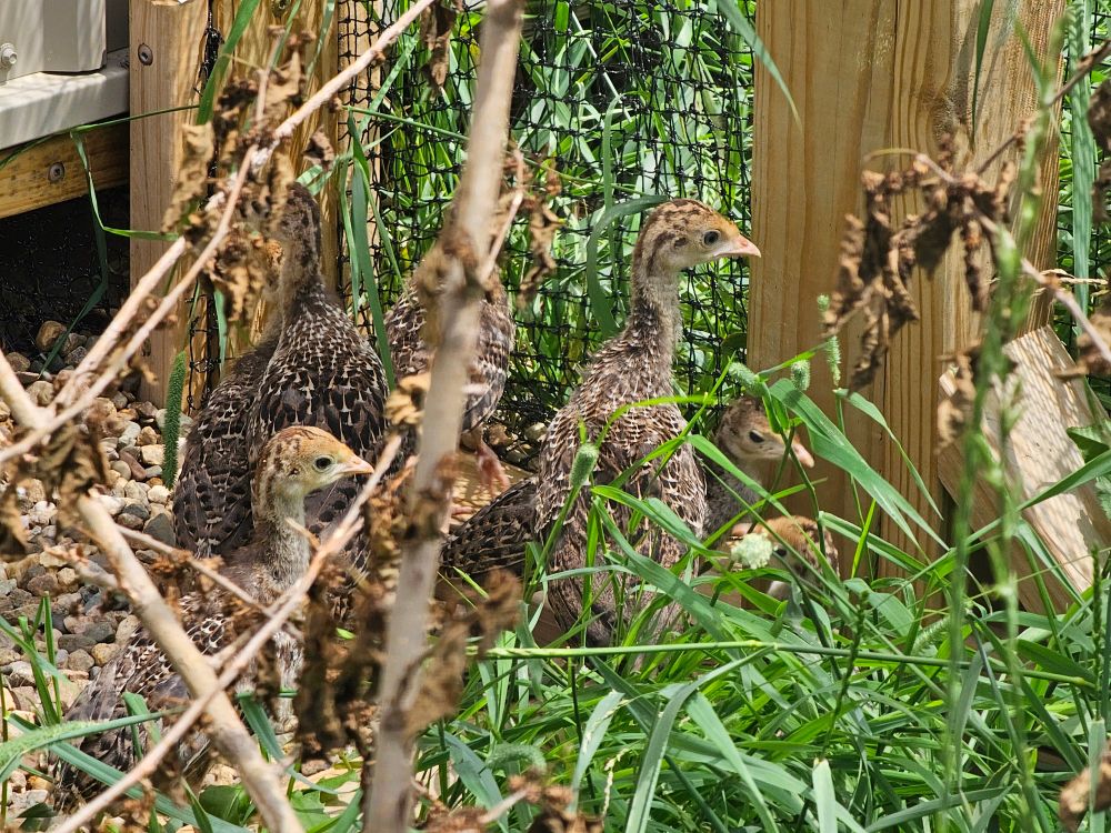 A group of wild turkey poults hiding in grass