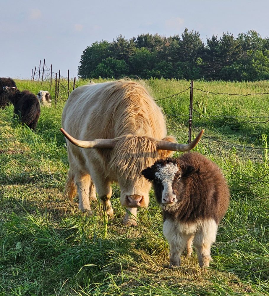 A suspicious looking baby yak standing in front of a cream colored highland cow in a green field 