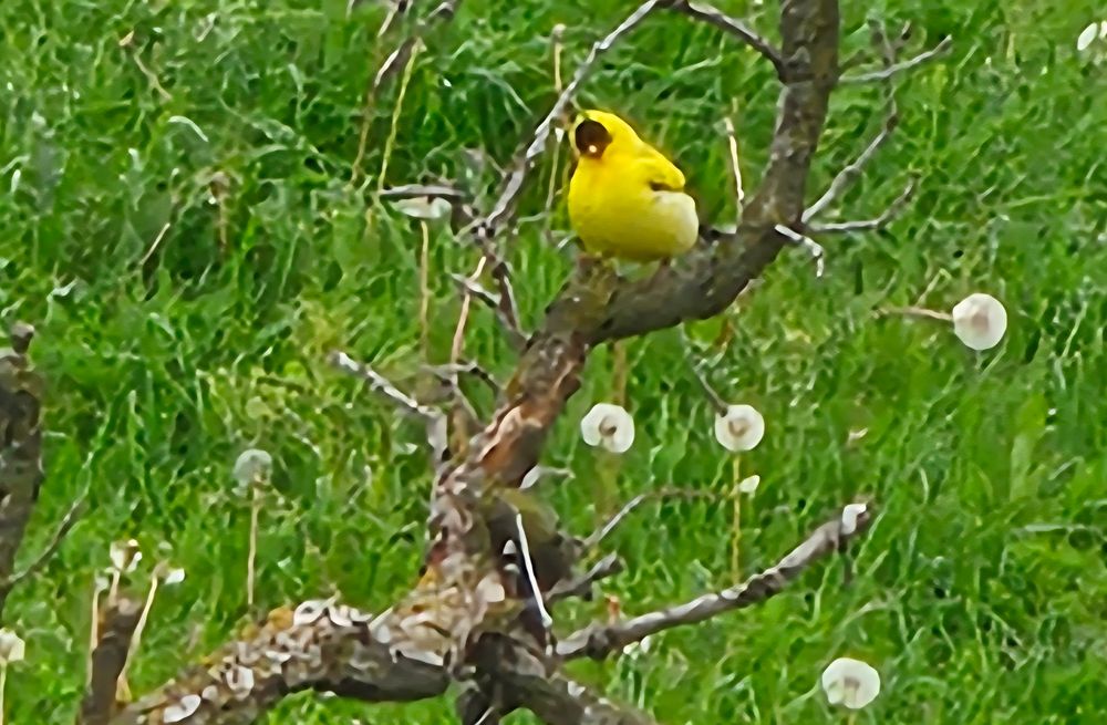 An extremely round, puffed up bright yellow male American goldfinch
