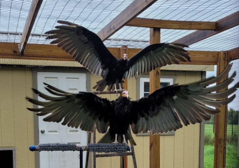 Two yellow-headed vultures with their wings spread wide