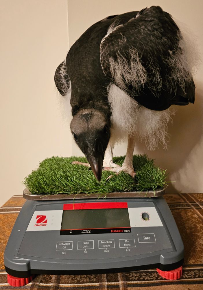 A baby king vulture standing on a turf-covered digital scale platform 