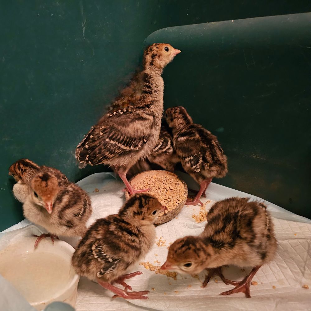 Multiple young turkey poults standing around a slightly older wild turkey poult