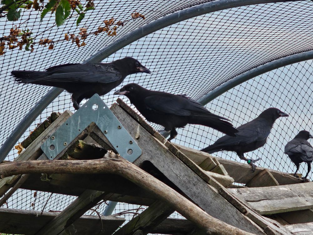 Multiple young crows sitting on a wood structure inside a netted aviary