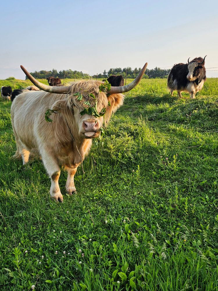 A cream colored highland cow with a garland of vineyard greens on her forehead, with yak in the background 