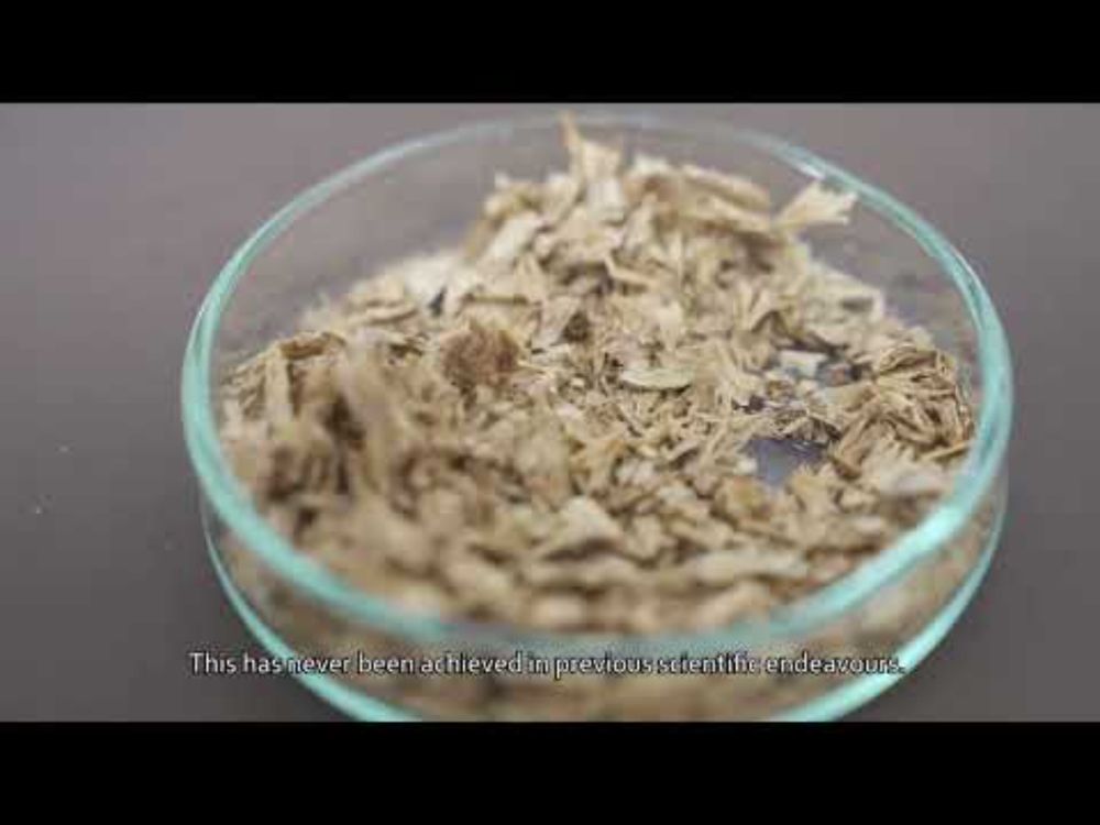 Urban Microalgae-Based Protein Production