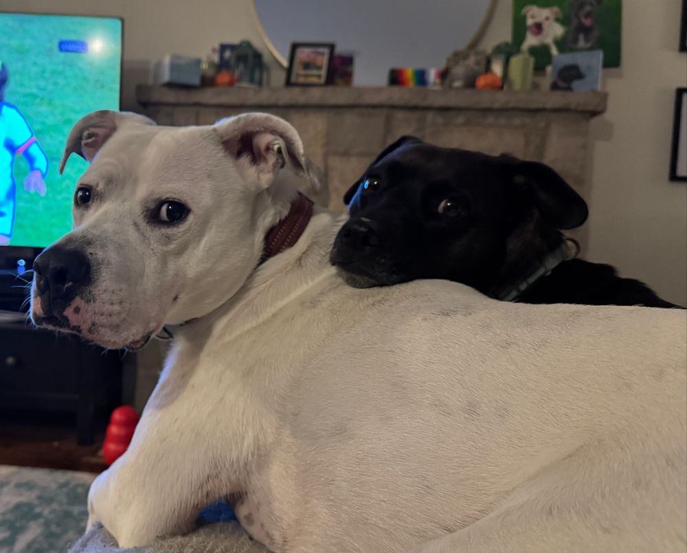 Ruffy, a large white pit mix, and Beau, a small black pitty something look back at the camera