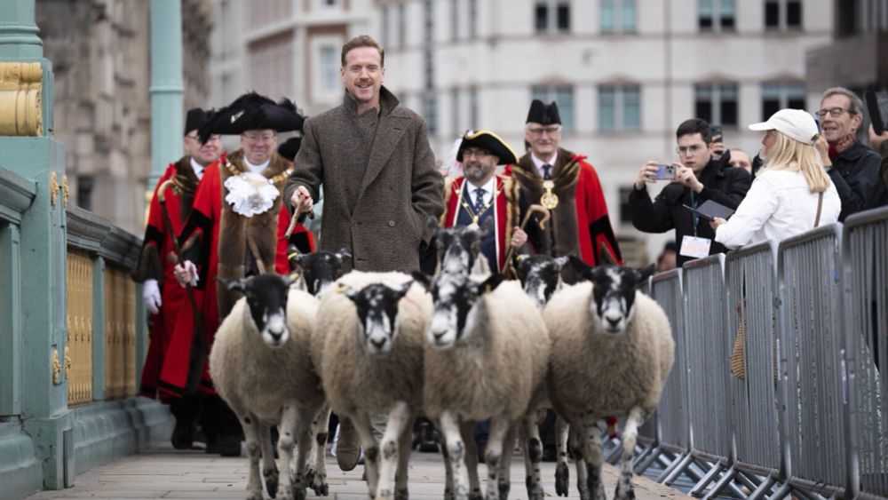 Damian Lewis herds sheep over a London bridge as part of a quirky tradition