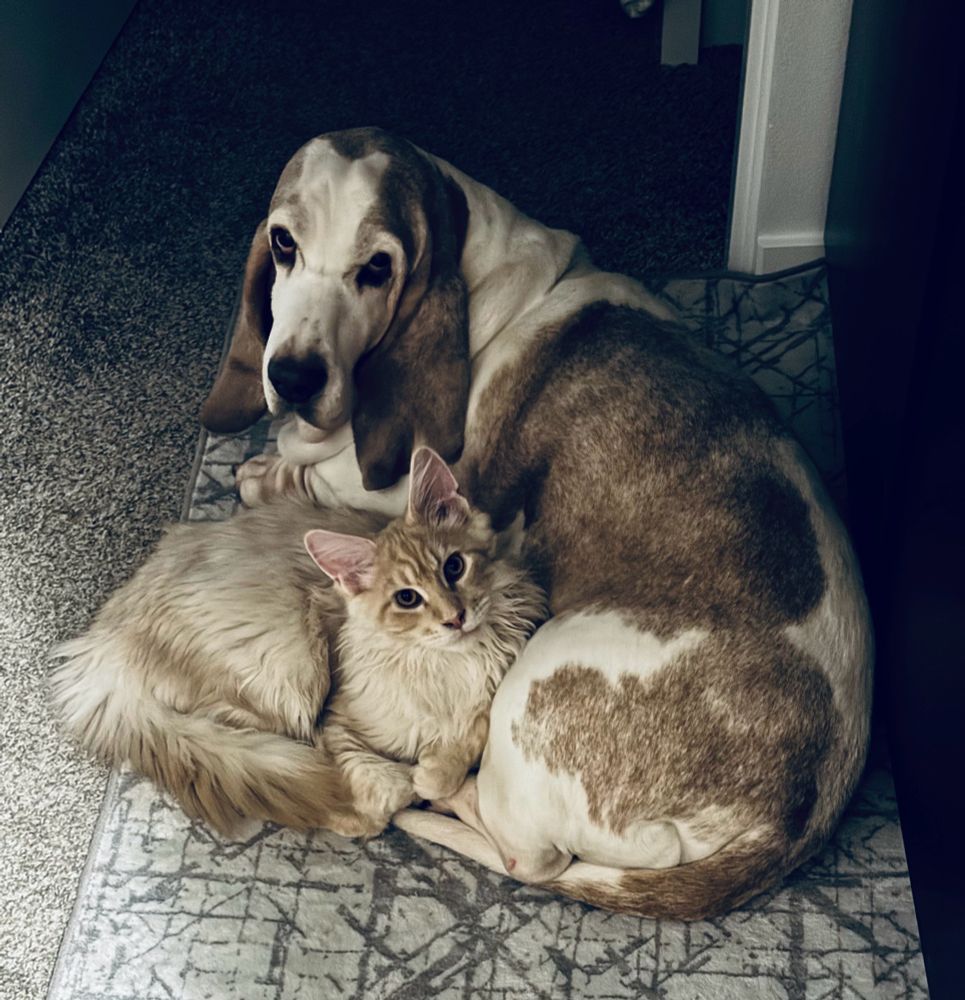 A kitten curled up with an old basset hound