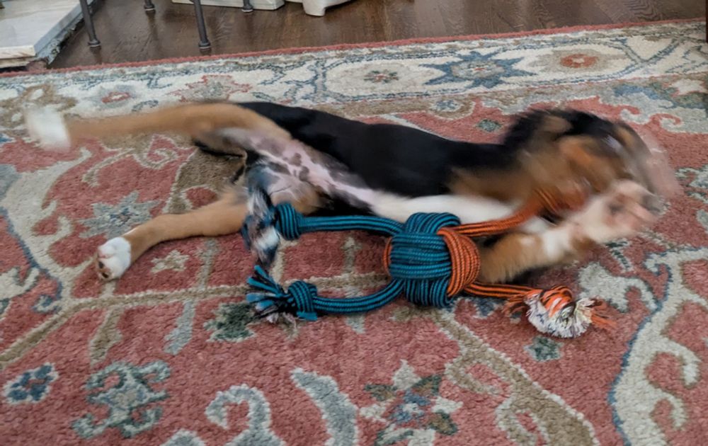 Tri colored puppy with toy, blurry from playful motion