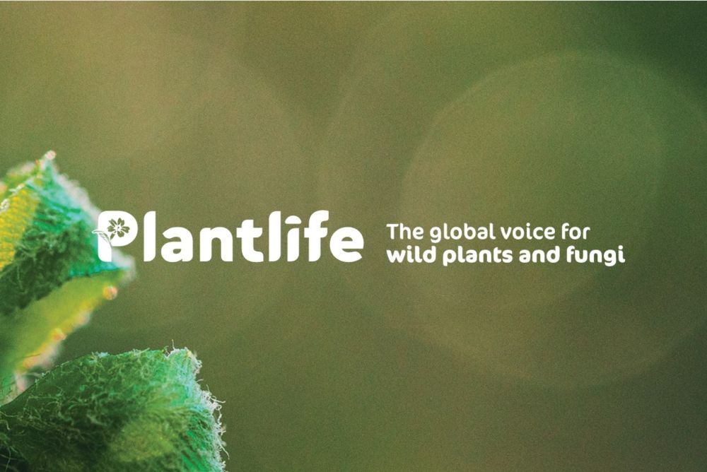 Find out more about working at Plantlife