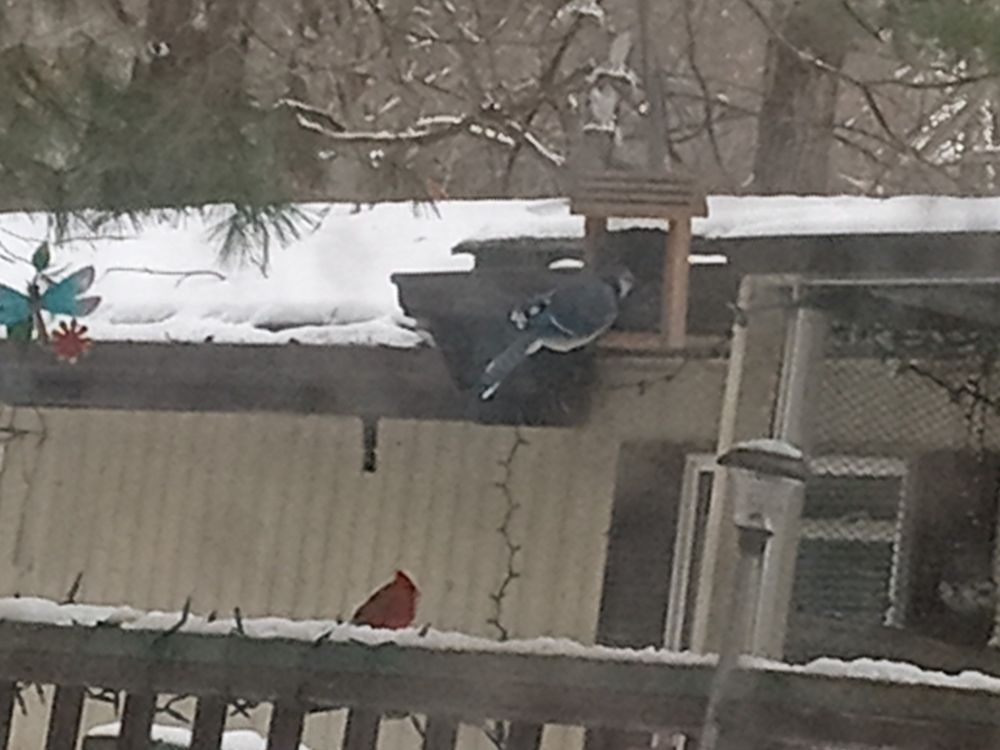 A bluejay eating out of a bird feeder, while a cardinal sits on the railing.