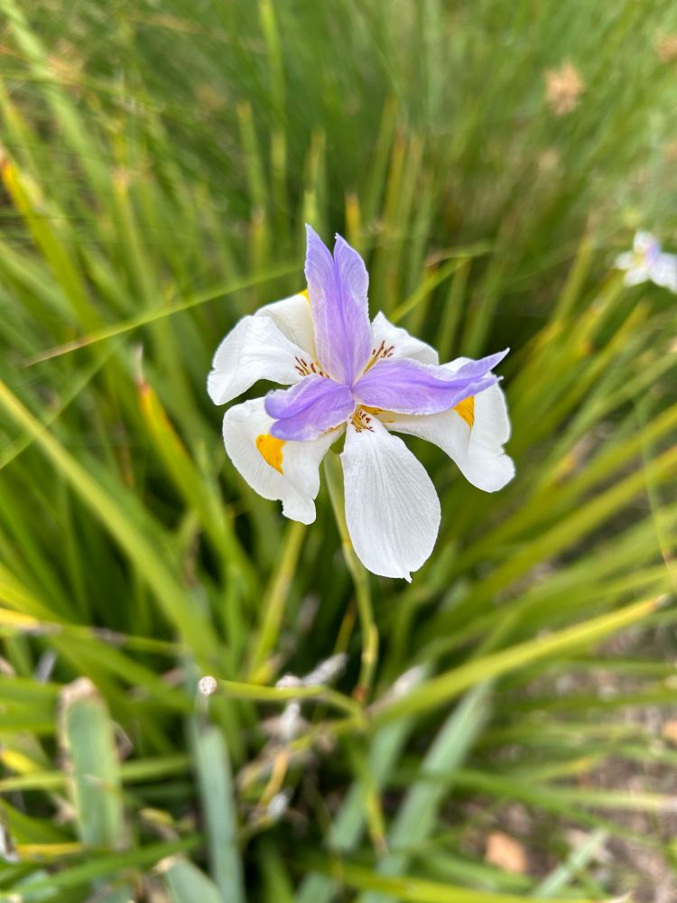A white, purple and yellow iris flower against a background of green spiky leaves. It has six white petals, every second one with a yellow stripe and every other one with brown spots near the centre. Three purple petals sit above the white petals with the yellow stripes.