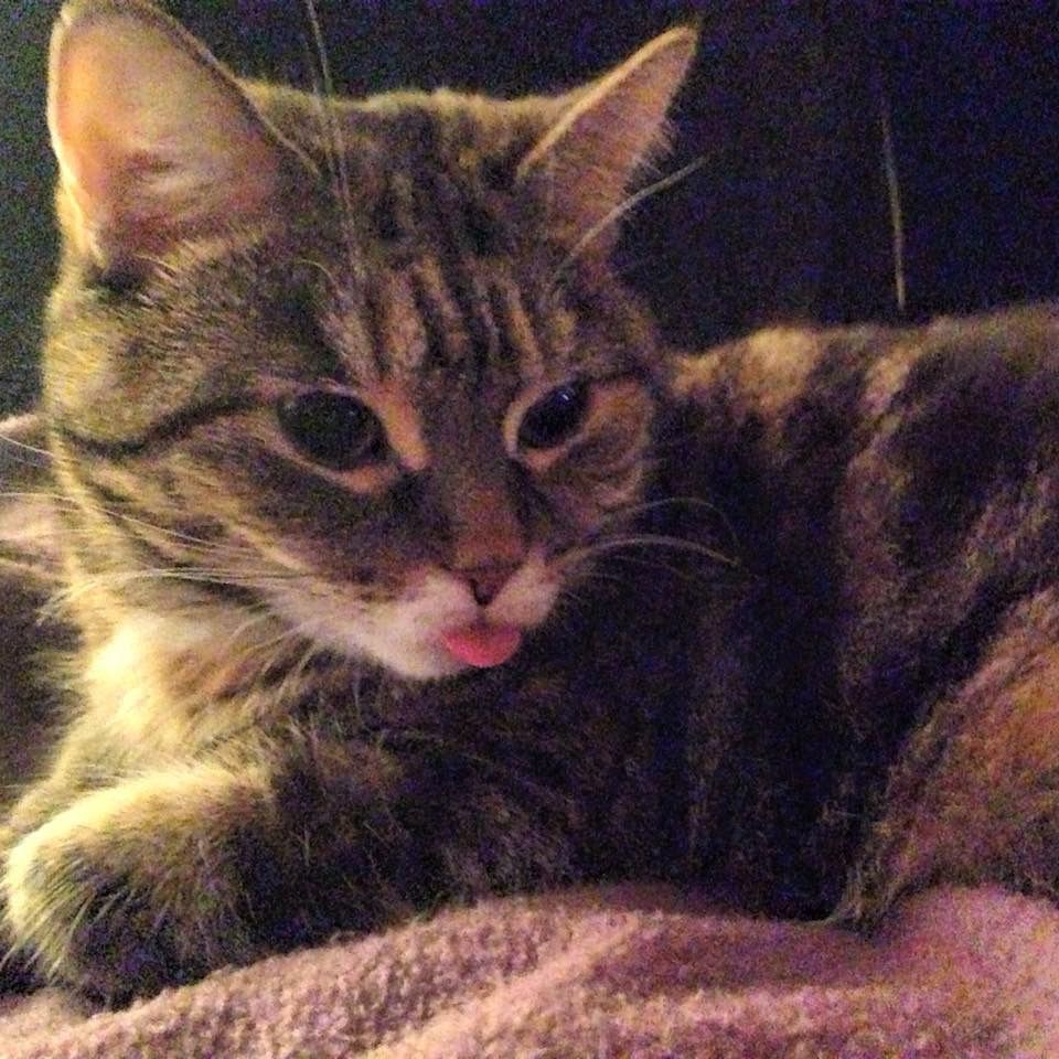 A small torbie cat is lazing on a blanket in rather poor lighting. Her little pink tongue is sticking out and she seems completely unaware.