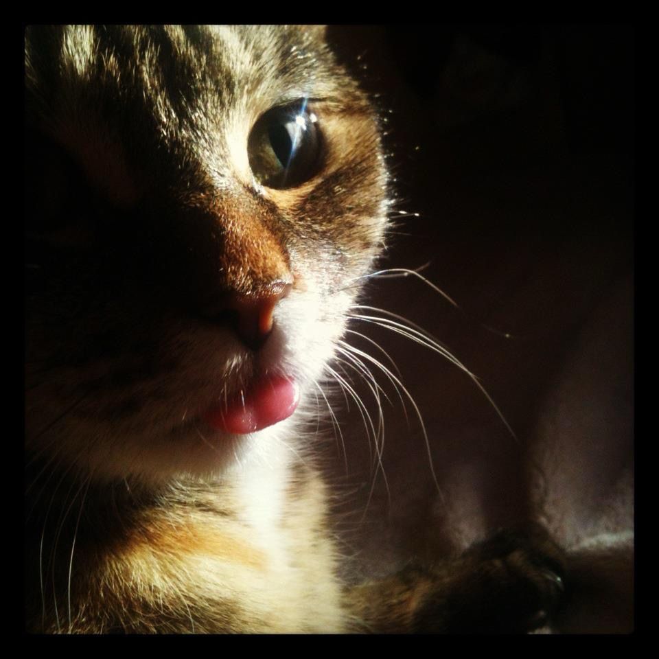 A headshot of a small torbie cat torbie cat with her little tongue sticking out. The lighting is very dramatically lighting up one side of her face. There’s a diamond glint of light in her eye.