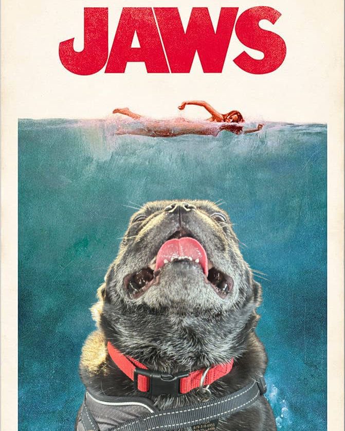 My pug in the Jaws movie poster pose.
