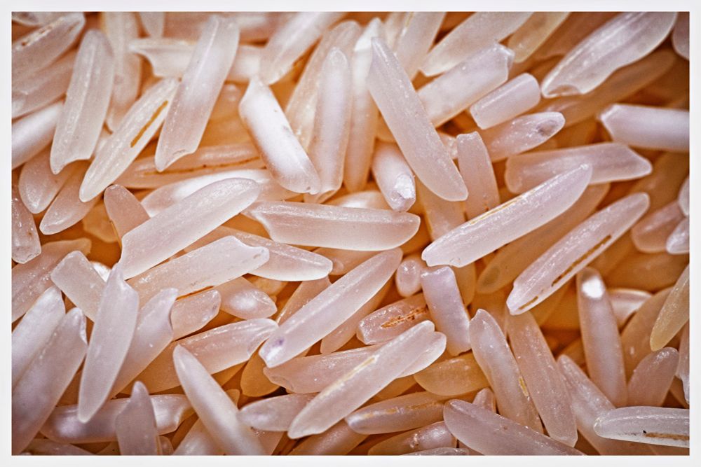 A close-up macro view of rice grains scattered densely across the frame, each grain's elongated oval form clearly visible with subtle translucent qualities and gentle shadows. The rice creates an abstract pattern of repetition and variation, like a field of potential sustenance. In a world where hunger persists, this abundance of grains represents hope multiplied - each kernel capable of growing into plants that yield hundreds more, creating an endless cycle of nourishment. The grains catch the light, emphasizing their purity and the fundamental role they play in sustaining billions of lives across cultures and continents.