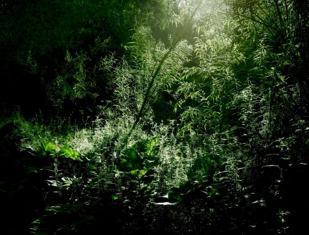 This image shows a lush forest scene with dense, layered vegetation. In the foreground and middle ground, various plants create a rich tapestry of green textures - broad-leafed shrubs, delicate feathery plants with silvery-white wispy blooms, and mixed undergrowth. Tall trees form a dark, shadowy backdrop. Bright, direct light filters down from above, creating strong, dramatic contrast between the almost bleached, luminous feathery plants and the deep shadows of the surrounding foliage. The intense lighting creates sharp divisions between illuminated and shadowed areas, giving the scene a striking, high-contrast woodland atmosphere.