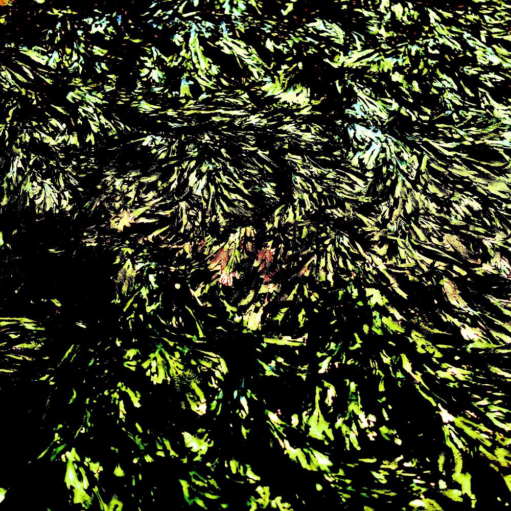 This abstract image presents a dense, textural composition dominated by dark, flowing organic forms that resemble underwater vegetation, likely seaweed or kelp fronds. The entire scene is dramatically illuminated with warm golden and amber lighting that creates striking highlights throughout the composition. The forms appear to be swaying and intertwining, creating a sense of movement as if captured underwater with currents flowing through. The lighting effect transforms what might otherwise be a dark underwater scene into something almost luminous, with the golden tones creating depth and visual interest against the darker organic shapes. The overall effect is both mysterious and beautiful, suggesting the hidden beauty found in ocean depths where sunlight filters down through marine vegetation.
