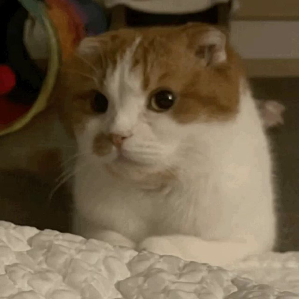 a brown and white cat is sitting on a bed