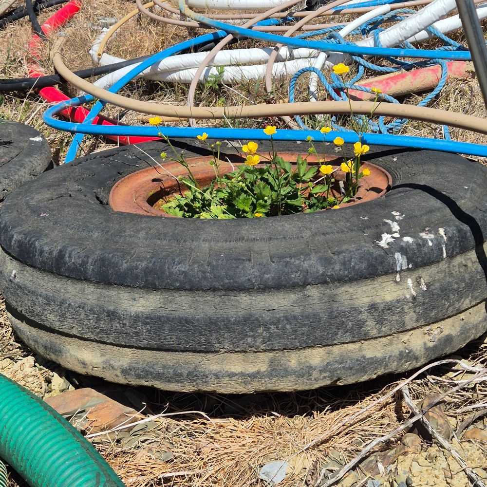 Wildflowers growing up through the middle of an old rusted wheel with a bald tyre. 